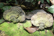 habitat