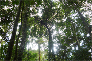 habitat