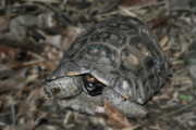 habitat